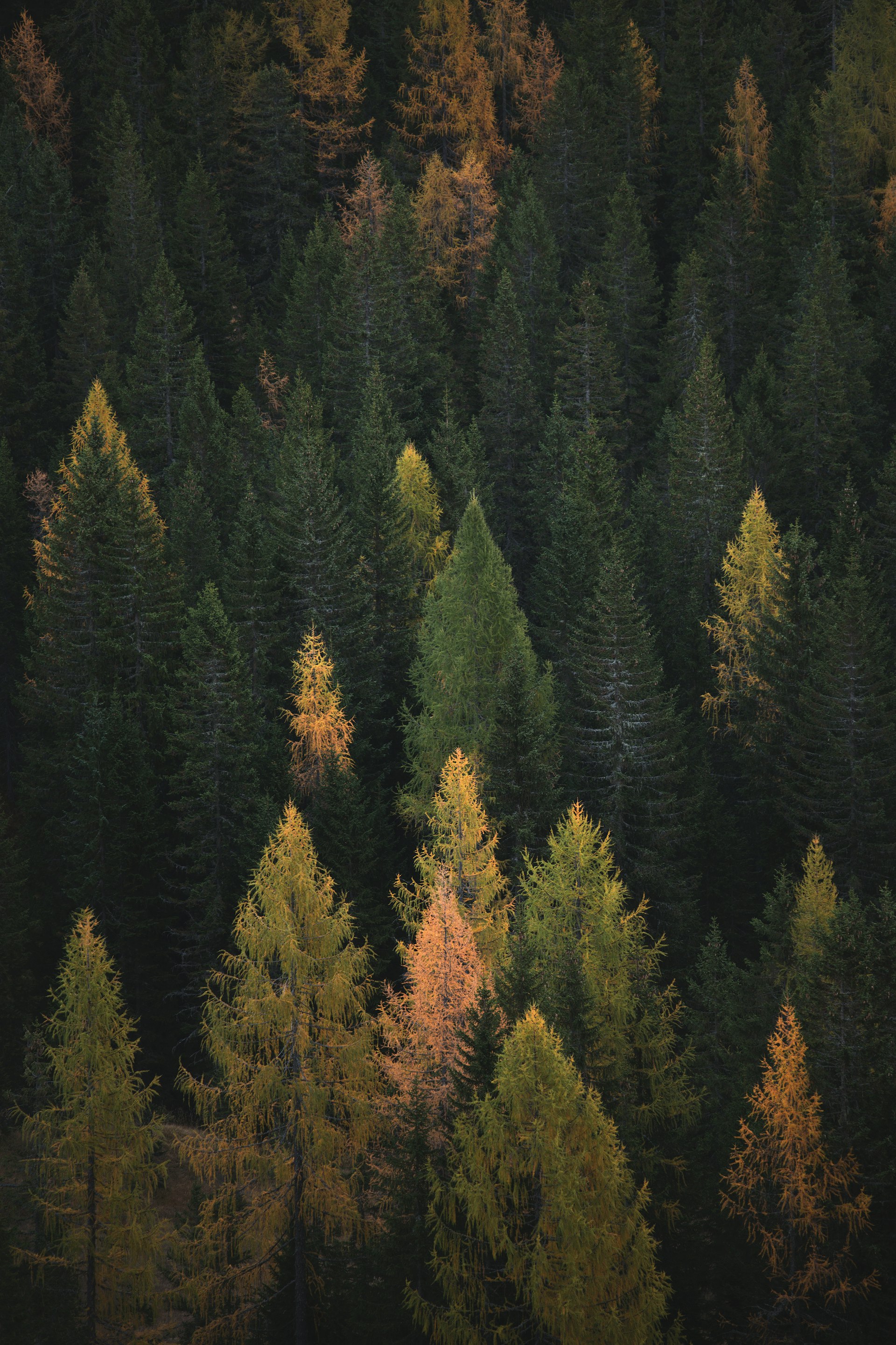 Boreal forest in the Dieter Lake region, North-Central Quebec